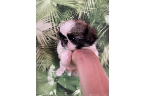 販売中の京都府のミックス犬-389989の3枚目