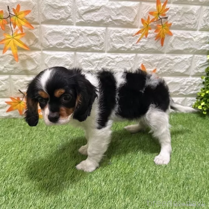 成約済の愛知県のキャバリアキングチャールズスパニエル-386686の5枚目