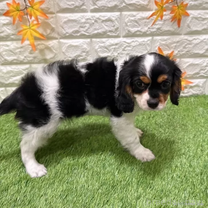 成約済の愛知県のキャバリアキングチャールズスパニエル-386686の4枚目