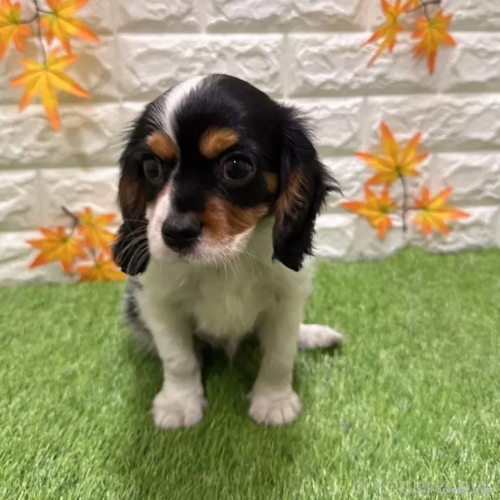 成約済の愛知県のキャバリアキングチャールズスパニエル-386686の3枚目