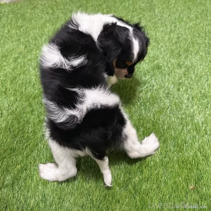 成約済の愛知県のキャバリアキングチャールズスパニエル-386686の2枚目