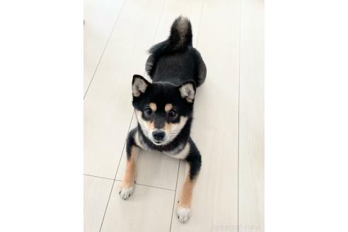 商談中の香川県の豆柴-390943の4枚目