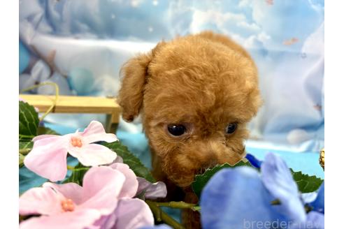 販売中の栃木県のタイニープードル-390794の8枚目