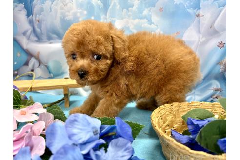 販売中の栃木県のタイニープードル-390794の5枚目