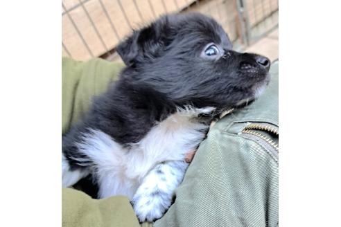販売中の千葉県のミックス犬-390918の18枚目