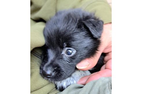 販売中の千葉県のミックス犬-390918の17枚目