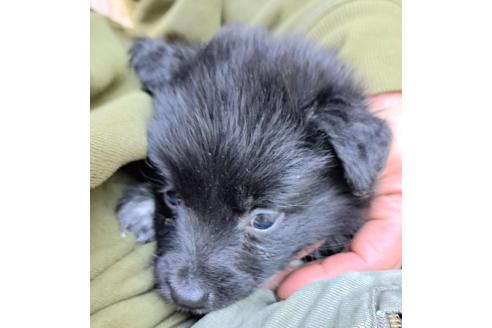 販売中の千葉県のミックス犬-390918の16枚目