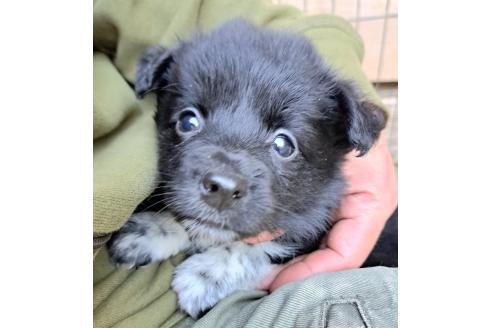 販売中の千葉県のミックス犬-390918の14枚目