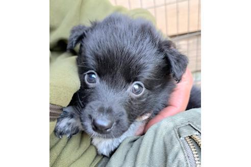 販売中の千葉県のミックス犬-390918の13枚目