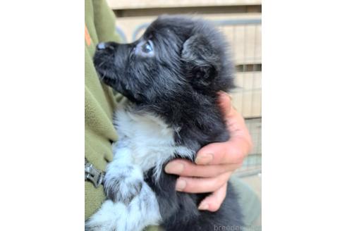 販売中の千葉県のミックス犬-390918の12枚目
