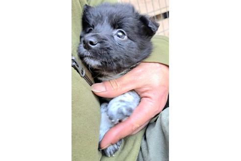販売中の千葉県のミックス犬-390918の10枚目
