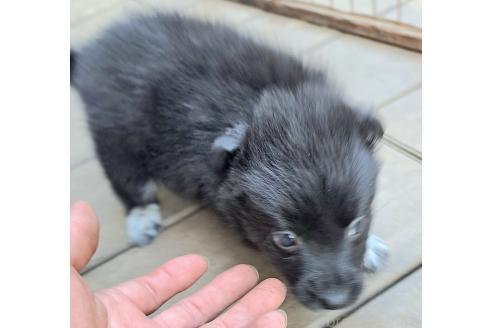 販売中の千葉県のミックス犬-390918の8枚目