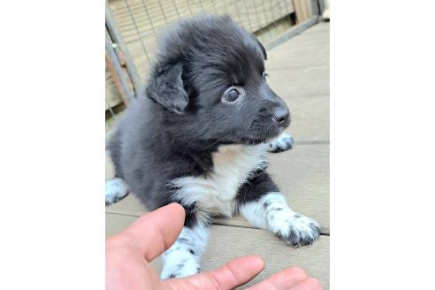 販売中の千葉県のミックス犬-390918の7枚目