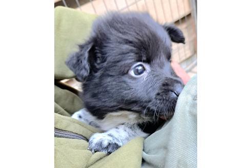 販売中の千葉県のミックス犬-390918の5枚目