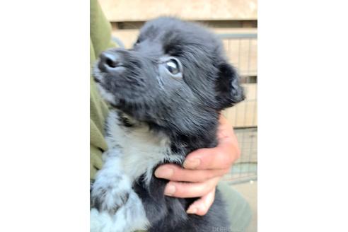 販売中の千葉県のミックス犬-390918の4枚目