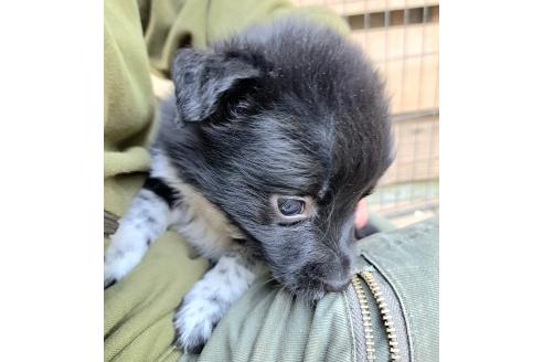 販売中の千葉県のミックス犬-390918の3枚目