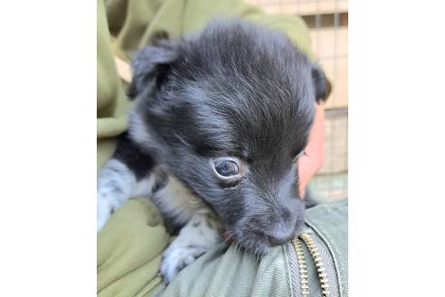 販売中の千葉県のミックス犬-390918の2枚目