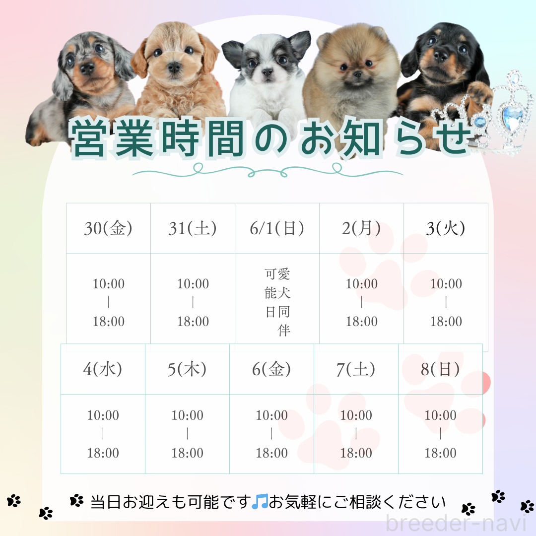 販売中の茨城県のミニチュアダックスフンド(ロングヘアード)-388496の4枚目