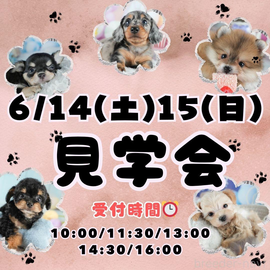 販売中の茨城県のミニチュアダックスフンド(ロングヘアード)-388496の3枚目