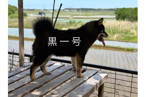 黑一ちゃん1枚目