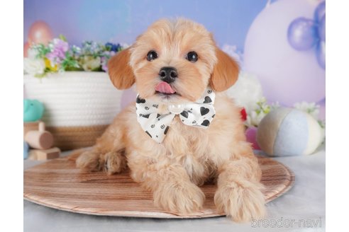 販売中の栃木県のミックス犬-391010の1枚目