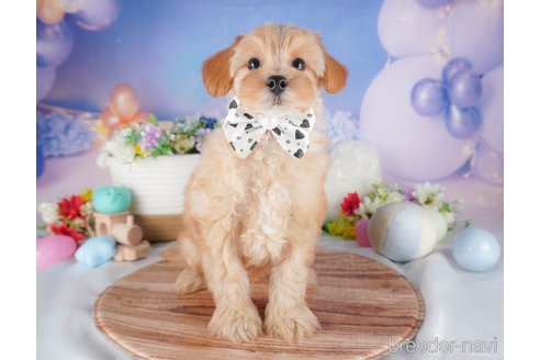 販売中の栃木県のミックス犬-391010の6枚目