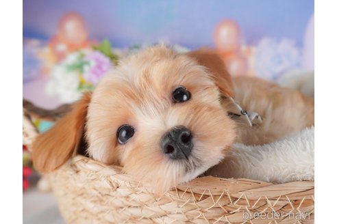 販売中の栃木県のミックス犬-391010の3枚目