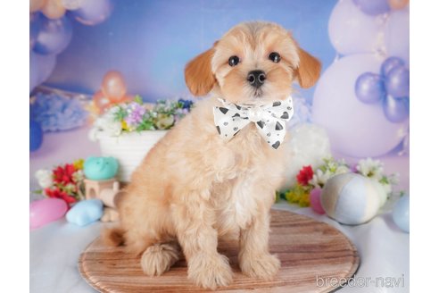 販売中の栃木県のミックス犬-391010の4枚目