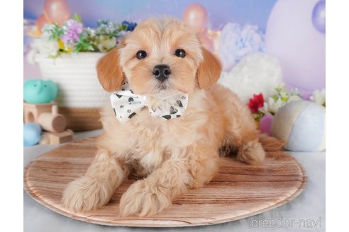 販売中の栃木県のミックス犬-391010の5枚目