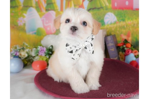 販売中の栃木県のミックス犬-391008の3枚目