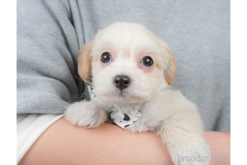 販売中の栃木県のミックス犬-391008の4枚目
