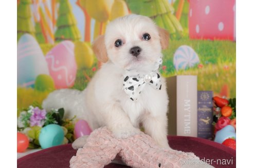 販売中の栃木県のミックス犬-391008の5枚目