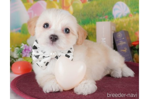 販売中の栃木県のミックス犬-391008の6枚目
