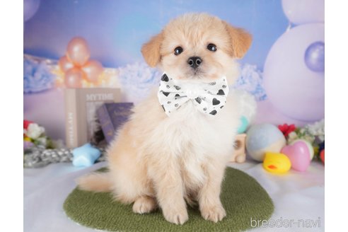 販売中の栃木県のミックス犬-391003