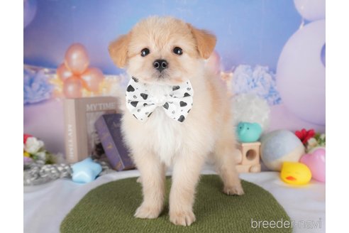 販売中の栃木県のミックス犬-391003の4枚目