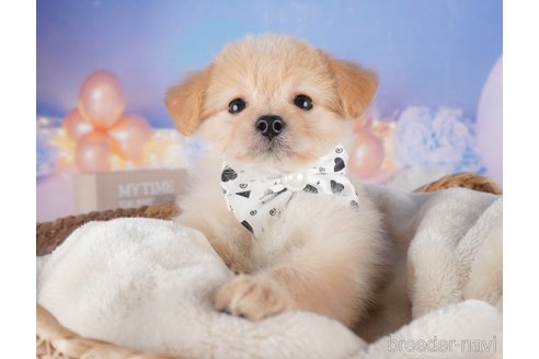 販売中の栃木県のミックス犬-391003の6枚目
