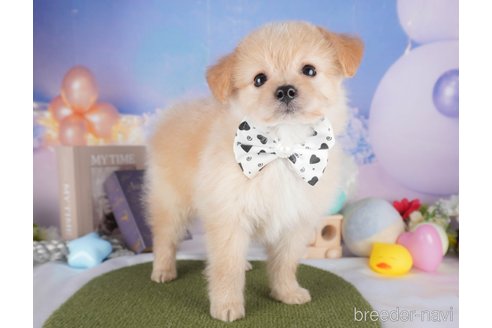 販売中の栃木県のミックス犬-391003の7枚目