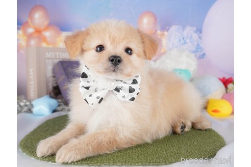 販売中の栃木県のミックス犬-391003の3枚目
