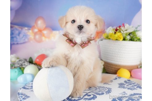販売中の栃木県のミックス犬-391001の5枚目