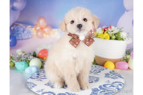 販売中の栃木県のミックス犬-391001の4枚目