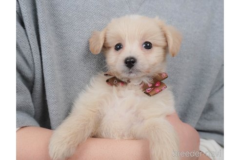 販売中の栃木県のミックス犬-391001の6枚目