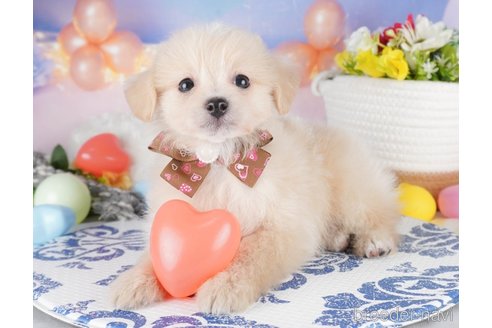 販売中の栃木県のミックス犬-391001の7枚目
