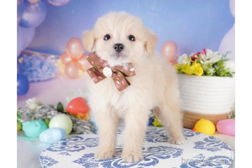 販売中の栃木県のミックス犬-391001