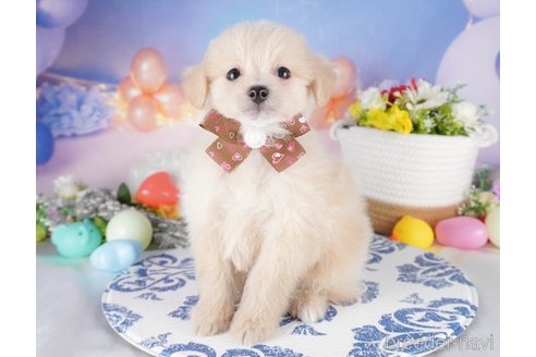 販売中の栃木県のミックス犬-391001の3枚目