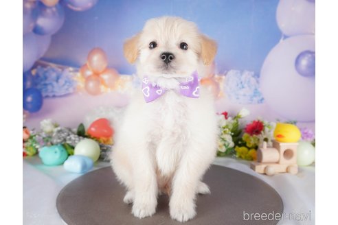 販売中の栃木県のミックス犬-390999の6枚目