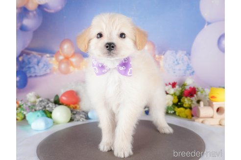 販売中の栃木県のミックス犬-390999の7枚目