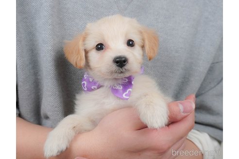 販売中の栃木県のミックス犬-390999の3枚目