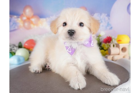 販売中の栃木県のミックス犬-390999の4枚目