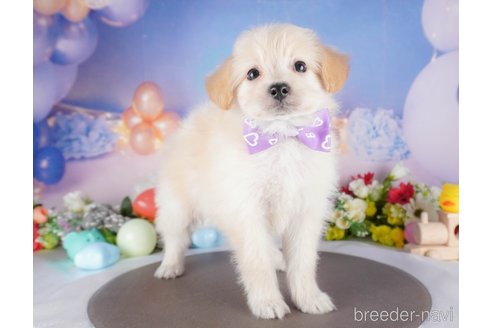 販売中の栃木県のミックス犬-390999の1枚目