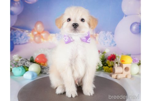 販売中の栃木県のミックス犬-390999の5枚目